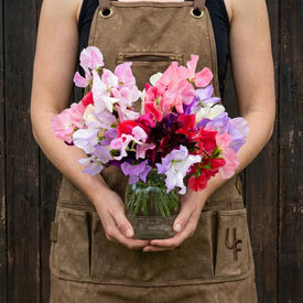 Old Spice, Sweet Pea Seeds